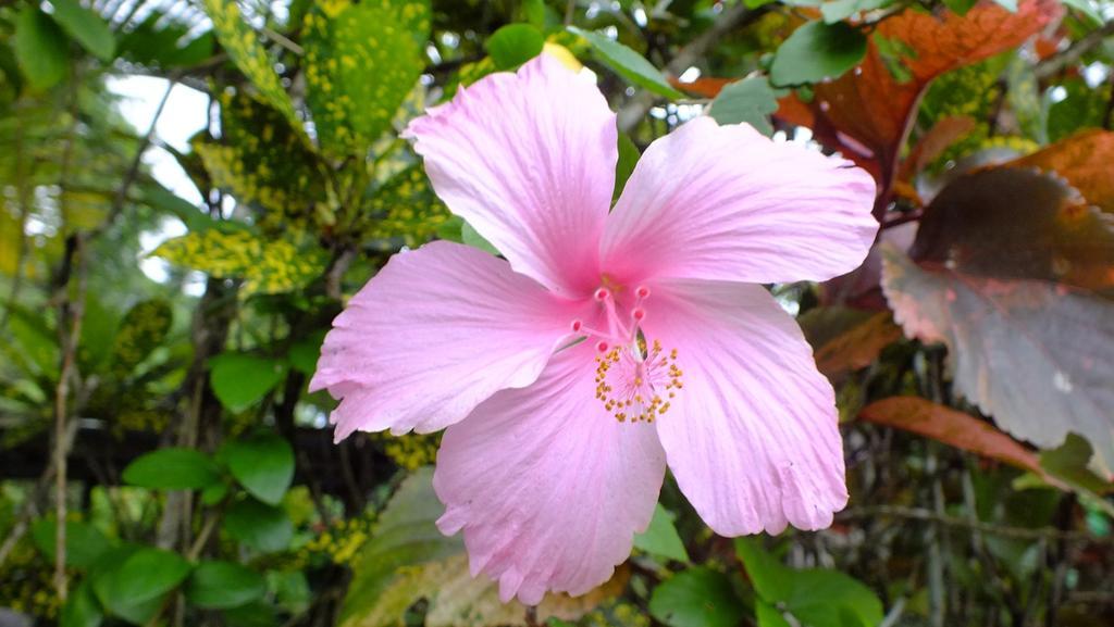 קאוויטה Cabinas Caribe Luna מראה חיצוני תמונה